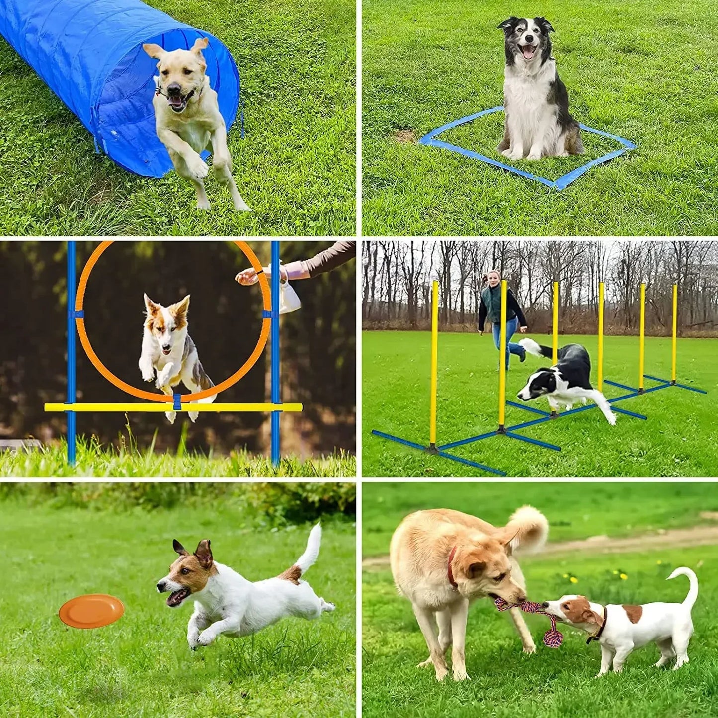 Dog Agility Training Set