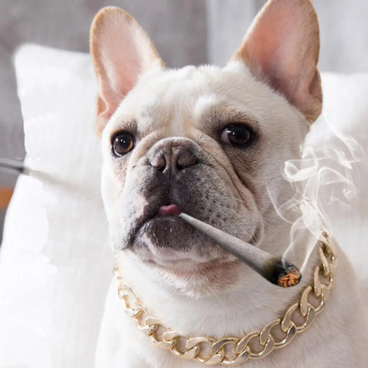 Gold Metal Dog Chain